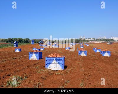 Pallet di patate dolci scavate fresche in un campo. Foto Stock