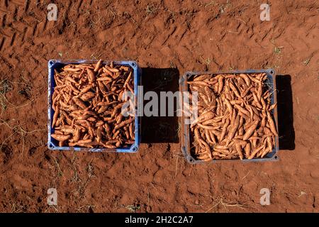 Pallet di patate dolci scavate fresche in un campo. Foto Stock