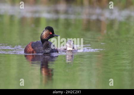 Gribe a collo nero (Podiceps nigricollis), nuoto adulto con pulcino, Paesi Bassi Foto Stock