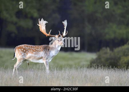 Cervo (Dama dama, Cervus dama), Stag si trova in un prato ai margini della foresta, Danimarca Foto Stock