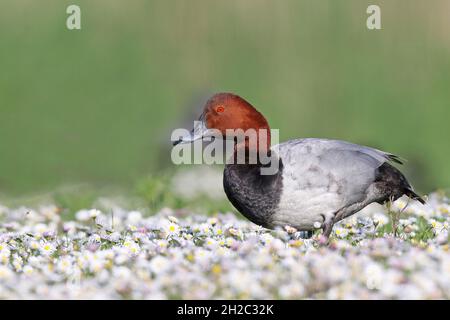 pochard comune (Aythya ferina, Anas ferina), drake in un mare di margherite, vista laterale, Paesi Bassi, Parco Nazionale di Lauwersmeer Foto Stock