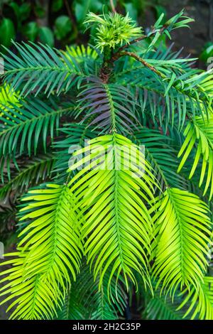 Wollemi Pine (Wollemia nobilis), giovane Wollemia, sparatorie, Australia Foto Stock