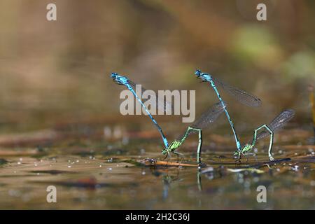 Coenagrion comune, Azure damselfly (Coenagrion puella), due coppie depositano uova in acque poco profonde, Paesi Bassi, Frisia, Oldeberkoop Foto Stock