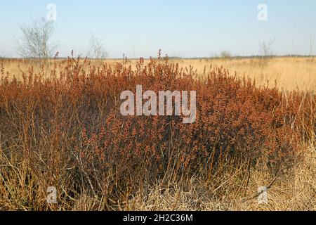 Mirto di cinghiale, gale dolce, bacca di bayberry dolce (Myrica gale, Gale palustris), arbusto maschile in fiore, Paesi Bassi, Frisia, Fochteloerveen Foto Stock