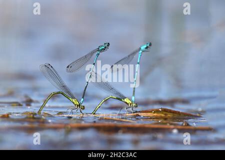 Coenagrion comune, Azure damselfly (Coenagrion puella), due coppie depositano uova in acque poco profonde, Paesi Bassi, Frisia, Oldeberkoop Foto Stock