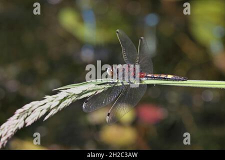 Large white-faced darter, Yellow-spotted whiteface (Leucrhinia pectoralis, Leucorhinia pectoralis), maschio siede su una lama di erba, Paesi Bassi, Foto Stock