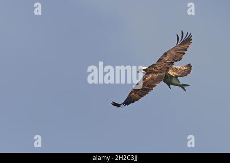 osprey, falco di pesce (Pandion haliaetus), in volo con un pesce nelle sue artigli, Paesi Bassi, Frisia, Ijsselmeer Foto Stock