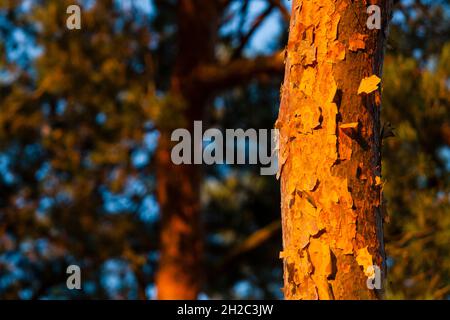 Pino scotch, pino scozzese (Pinus sylvestris), tronco singolo al sole del mattino con corteccia sfaldabile, Germania, Meclemburgo-Pomerania occidentale, Muritz Foto Stock