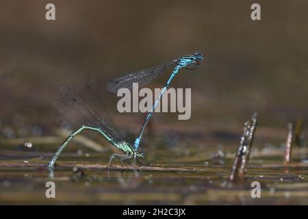 Coenagrion comune, Azure damselfly (Coenagrion puella), coppia deposito uova in acque poco profonde, Paesi Bassi, Frisia, Oldeberkoop Foto Stock
