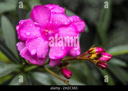Oleandro (oleandro di Nerium), Oleandro a doppio fiore e germogli, tacchino Foto Stock