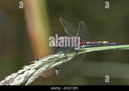 Large white-faced darter, Yellow-spotted whiteface (Leucrhinia pectoralis, Leucorhinia pectoralis), maschio siede su una lama di erba, Paesi Bassi, Foto Stock