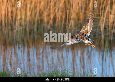 ruff (Philomachus pugnax), maschio in volo, Olanda, Frisia, Workum Foto Stock