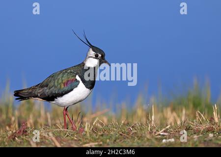 Lappatura settentrionale (Vanellus vanellus), maschio foraggio a terra, vista laterale, Paesi Bassi, Frisia Foto Stock