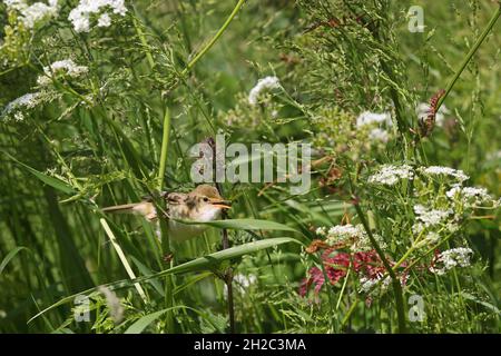 marsh Warbler (Acrocephalus palustris), cantando in un prato con il merletto della regina Anna, Olanda, Frisia, Makkum Foto Stock