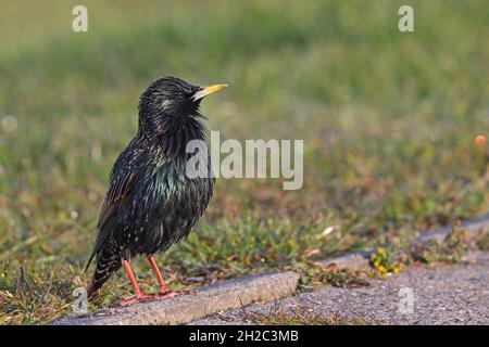 Stunning comune (Sturnus vulgaris), che perching in piombatura di allevamento su un cordolo sul terreno, Paesi Bassi, Frisia, Makkum Foto Stock