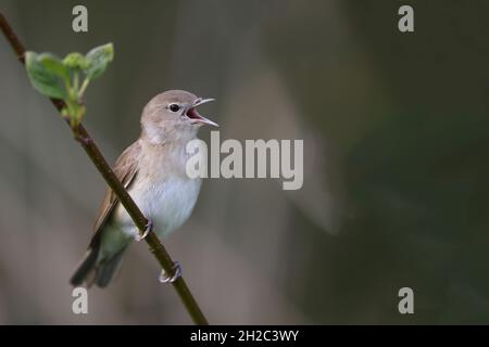 garden Warbler (Sylvia borin), arroccato su un twig canti, Olanda, Frisia, Makkum Foto Stock