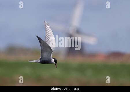 Terna a bisbiglio (Chlidonias hybrid), volare con piumage di riproduzione, mulino a vento sullo sfondo, Paesi Bassi Foto Stock