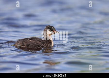 Verdone a collo nero (Podiceps nigricollis), Chick nuoto sulla superficie d'acqua, Paesi Bassi Foto Stock