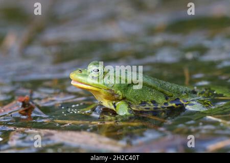 Rana da piscina, piccola rana d'acqua (Rana lessonae, Pelophylax lessonae), si trova in uno stagno, Paesi Bassi, Frisia Foto Stock
