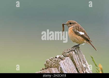 Stonechat comune (Saxicola rubicola, Saxicola torquata rubicola), femmina arroccato su un palo di recinzione con bruco catturato nel suo conto, Paesi Bassi Foto Stock