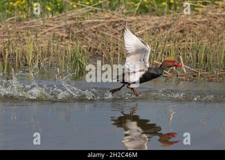 pochard rosso-crested (Netta rufina), drake prende l'acqua, Paesi Bassi, Frisia Foto Stock