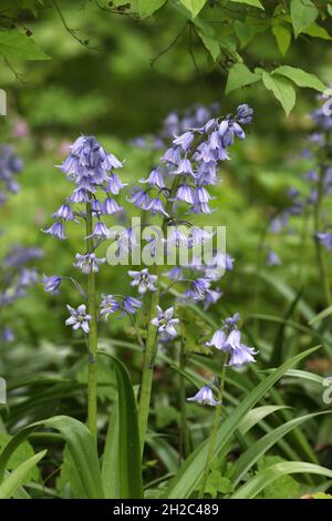 Ibrido (Bluebell Hyacinthoides x massartiana, Hyacinthoides x coenobita, Hyacinthoides hispanica x Hyacinthoides non scripta), fioritura Foto Stock