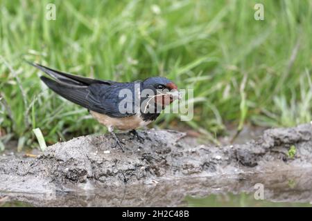 Fienile inghiottito (Hirundo rustica), raccoglie materiale nidificante in un luogo d'acqua, Paesi Bassi, Frisia Foto Stock