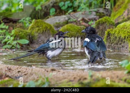 Magpie con fatturazione nera (Pica pica), due magpie che si bagnano in un laghetto forestale, Svizzera, Sankt Gallen Foto Stock