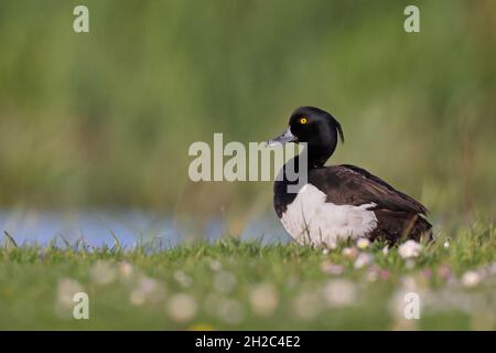 Anatra tufted (Aythya fuligula), Drake si trova in un prato, Paesi Bassi, Frisia, Lauwersmeer National Park Foto Stock