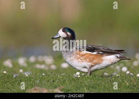 chiloe Wigeon (Anas sibilatrix), maschio si erge in prateria, Paesi Bassi, Frisia, Parco Nazionale di Lauwersmeer Foto Stock