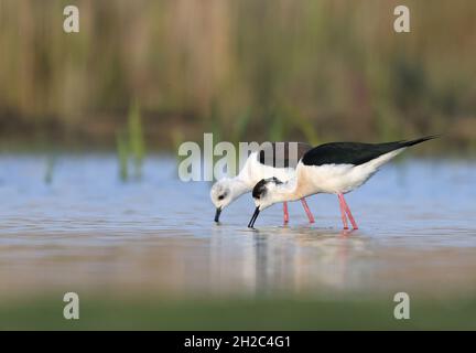 Palafitta dalle ali nere (Himantopus himantopus), coppia che predica in acque poco profonde, vista laterale, Paesi Bassi, Frisia, Parco Nazionale di Lauwersmeer Foto Stock