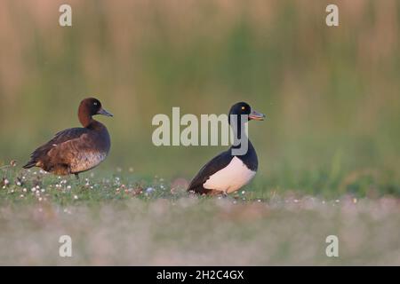 Anatra tufted (Aythya fuligula), coppia si erge in un prato, Paesi Bassi, Frisia, Parco Nazionale di Lauwersmeer Foto Stock