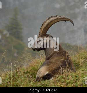 Stambecco alpino ( Capra ibex ) adagiato in una splendida catena montuosa, fauna selvatica, alpi svizzere, Europa. Foto Stock