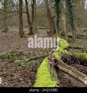 Vista di Hambacher Forst, una vecchia foresta naturale, che diventa un simbolo pololare nella lotta contro il riscaldamento globale. La foresta di Hambacher sarà Foto Stock