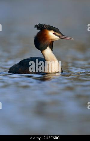 Grande Gribe crestato ( Podiceps cristatus ) in primavera, nuoto su una bella superficie d'acqua colorata, fauna selvatica, Europa. Foto Stock