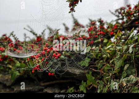 La natura è scollata, la ragnatela di un ragno con gocce di pioggia al mattino. La combinazione perfetta di forza e bellezza. Foto Stock