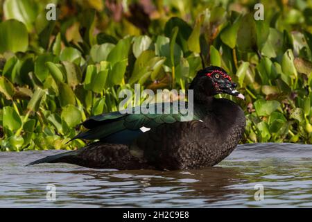 Un'anatra moscovica, Cairina moschata, ritratto. Rio Claro, Pantanal, Mato Grosso, Brasile Foto Stock