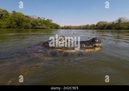 Primo piano di un caimano jacare, Caiman yacare, nel Rio Claro. Rio Claro, Pantanal, Mato Grosso, Brasile Foto Stock