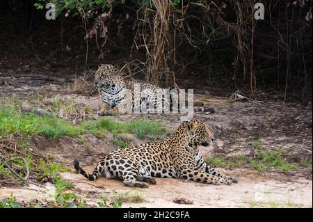 Un paio di giaguari di accoppiamento, Panthera onca, che riposano sulla spiaggia. Foto Stock