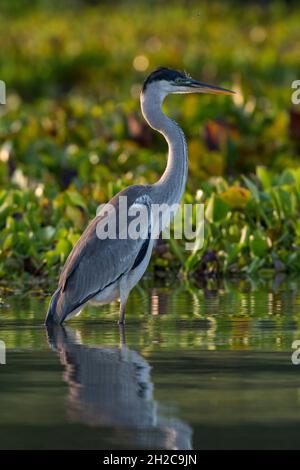 Ritratto di un airone di cocoi, Ardea cocoi. Rio Claro, Pantanal, Mato Grosso, Brasile Foto Stock