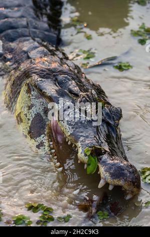 Un caimano di Yacare, Caiman crocodylus yacare, nutrendo. Stato del Mato Grosso do sul, Brasile. Foto Stock