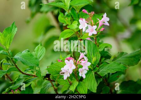 Primo piano di delicato bianco Weigela florida pianta con fiori in piena fioritura in un giardino in una soleggiata primavera giorno, bella esterna sfondo floreale pho Foto Stock