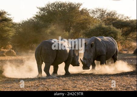 Due rinocerosi bianchi, Ceratotherium simum, combattendo in una nuvola di polvere al tramonto. Kalahari, Botswana Foto Stock