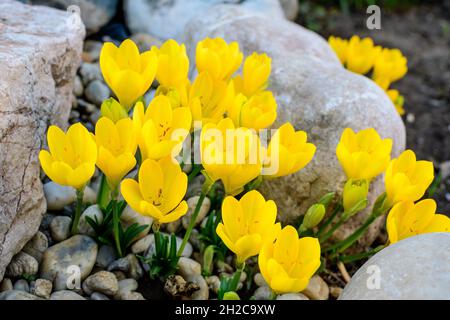 Primo piano di molti fiori vividi di primavera di crocus giallo in piena fioritura in un giardino in una giornata di sole, bello sfondo floreale all'aperto fotografato con così Foto Stock