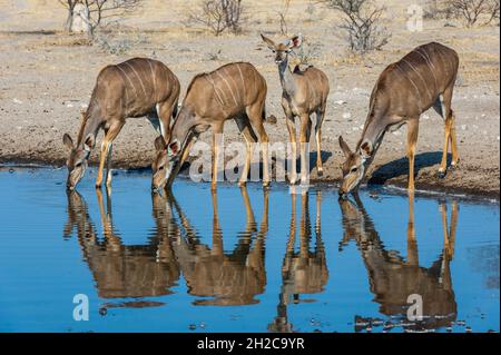 Femmina grande kudu, Tragelaphus strepsiceros, bere a waterhole. Kalahari, Botswana Foto Stock