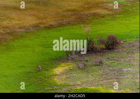 Una vista aerea di pianure zebre, Equus burchellii, pascolo. Delta Okavango, Botswana. Foto Stock