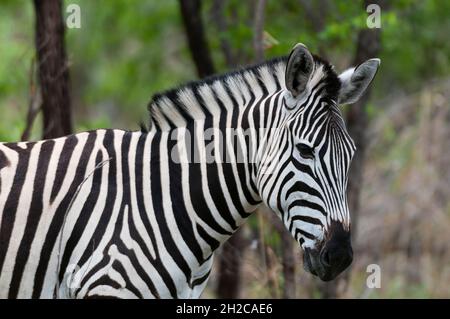 Primo piano ritratto di una pianura o zebra di Burchell, Equus burchellii. Zona di concessione di Khwai, Okavango, Botswana. Foto Stock