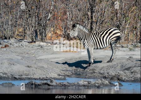 Ritratto di una zebra di Burchel, o pianure, Equus burchelli, in una fossa d'acqua. Delta Okavango, Botswana. Foto Stock
