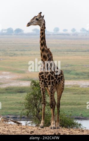 Ritratto di una giraffa maschile, Giraffa camelopardalis. Parco Nazionale di Chobe, Botswana. Foto Stock