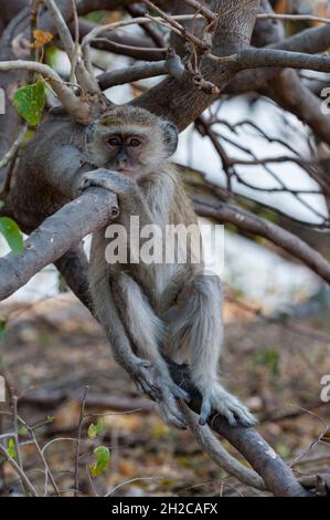 Ritratto di una scimmia vervet, Cercopithecus aethiops, seduta su un ramo d'albero. Parco Nazionale di Chobe, Botswana. Foto Stock